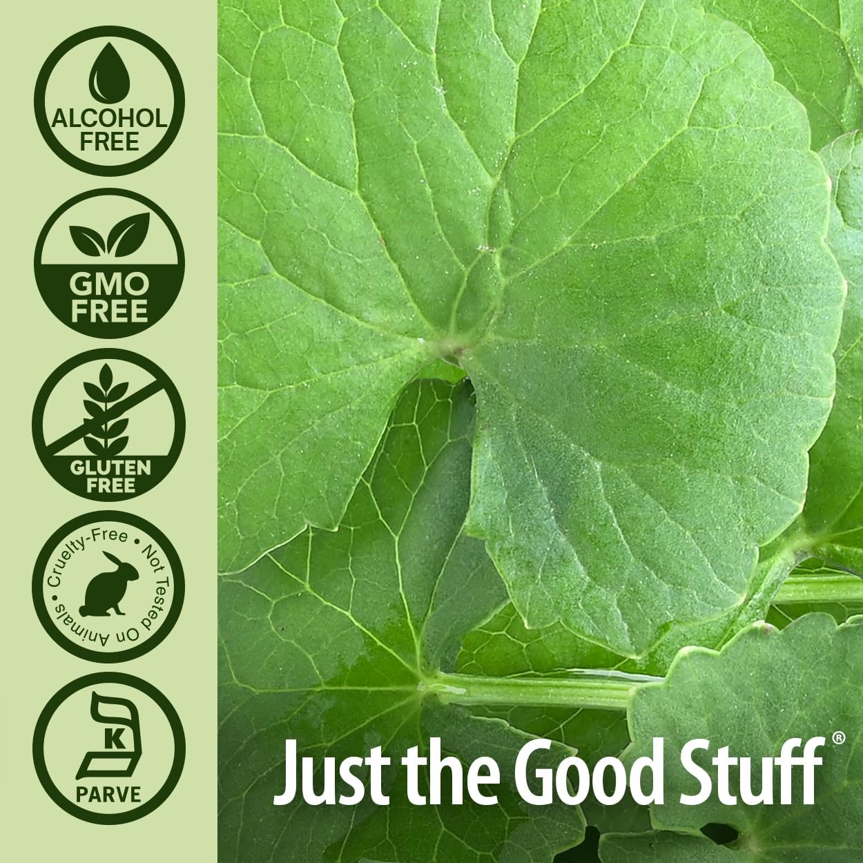 Nature's Answer Gotu Kola Herb Alcohol Free, 1-Fluid Ounce | Dietary Supplement | Supports a Healthy Immune System | Made in The USA | Gluten-Free, Vegan & Vegetarian