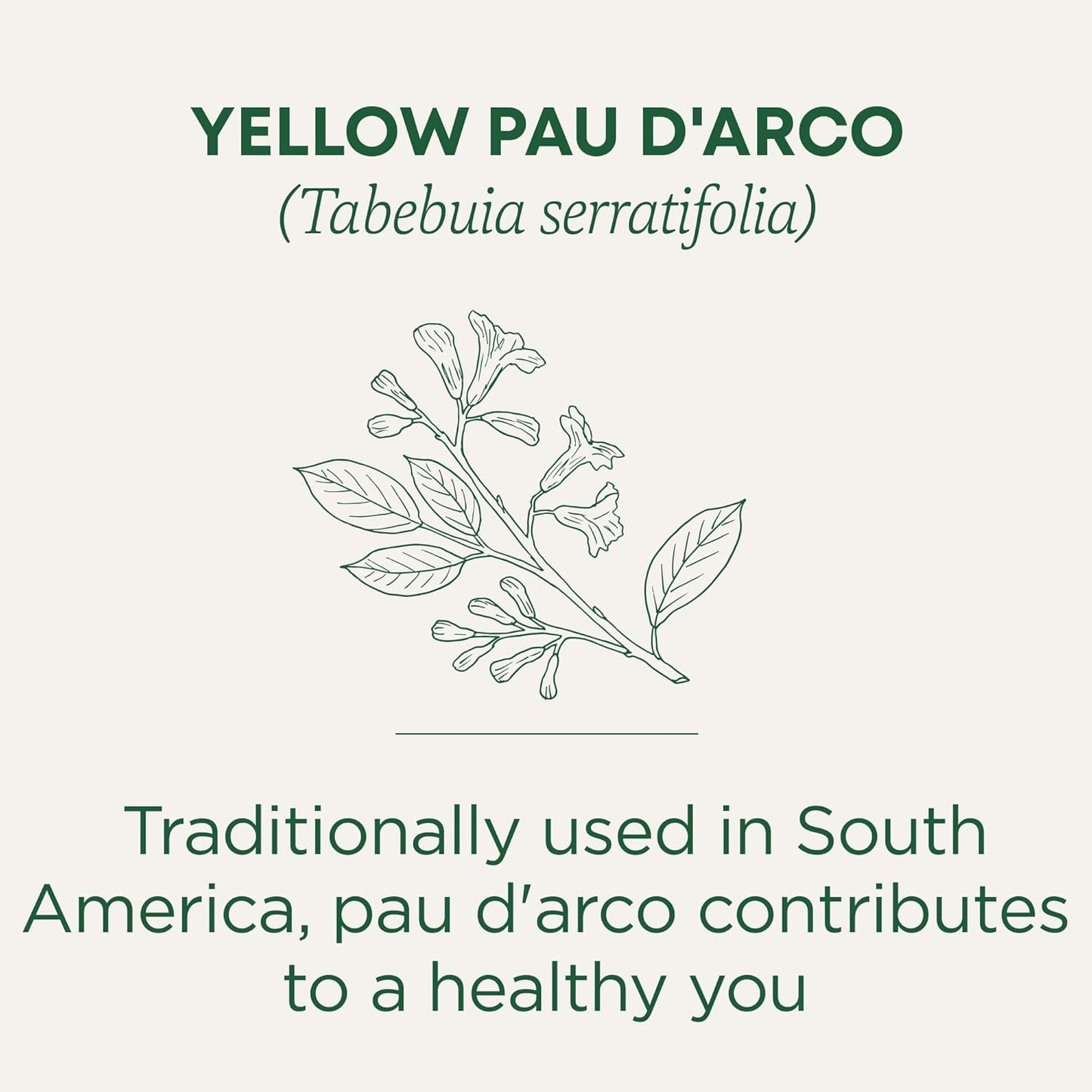 Traditional Medicinals Tea, Yellow Pau d'Arco, Everyday Wellness, 16 Tea Bags