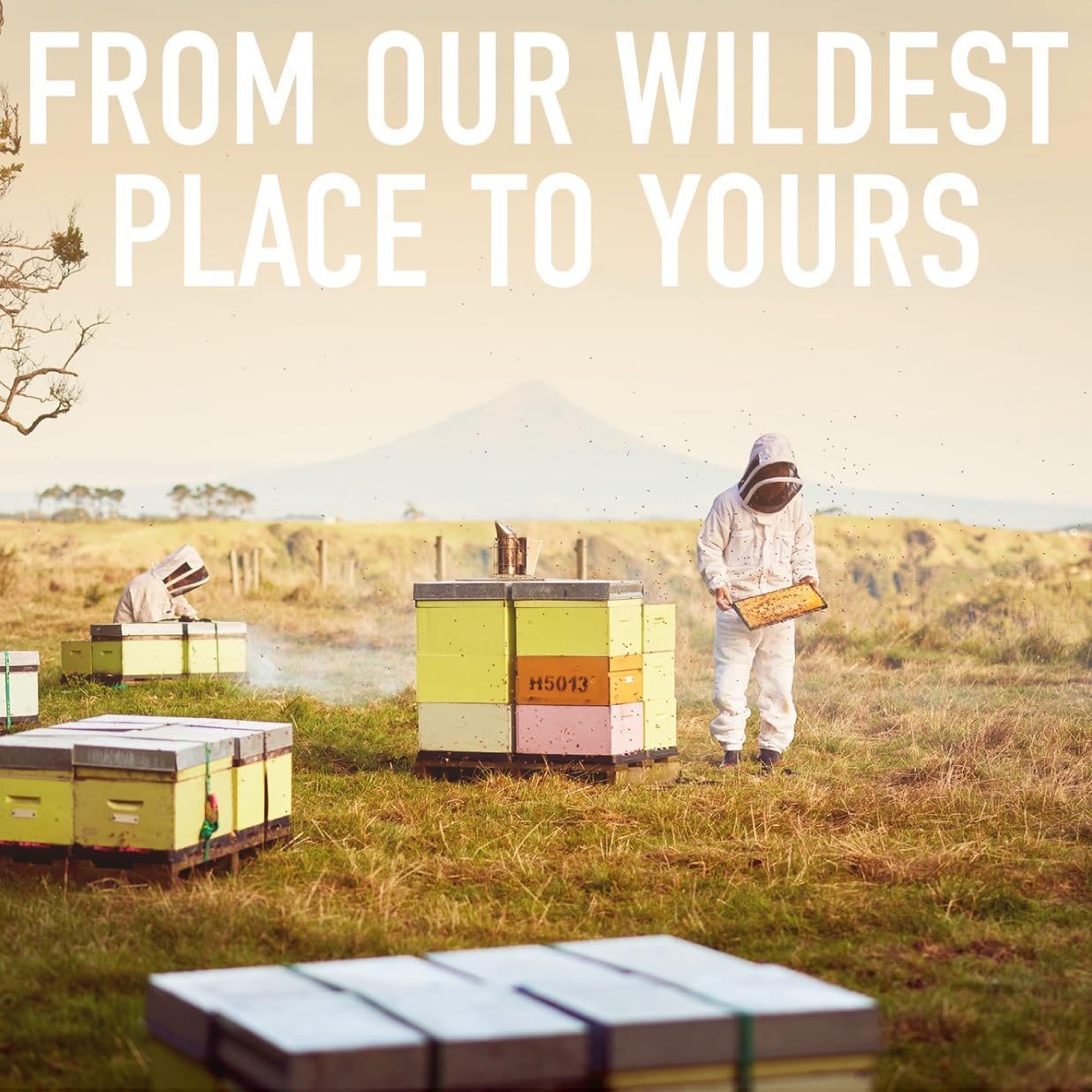 Egmont Honey Mānuka Honey 250+ MGO 250g | Certified MGO Content | Raw Honey 100% Natural | Made in New Zealand