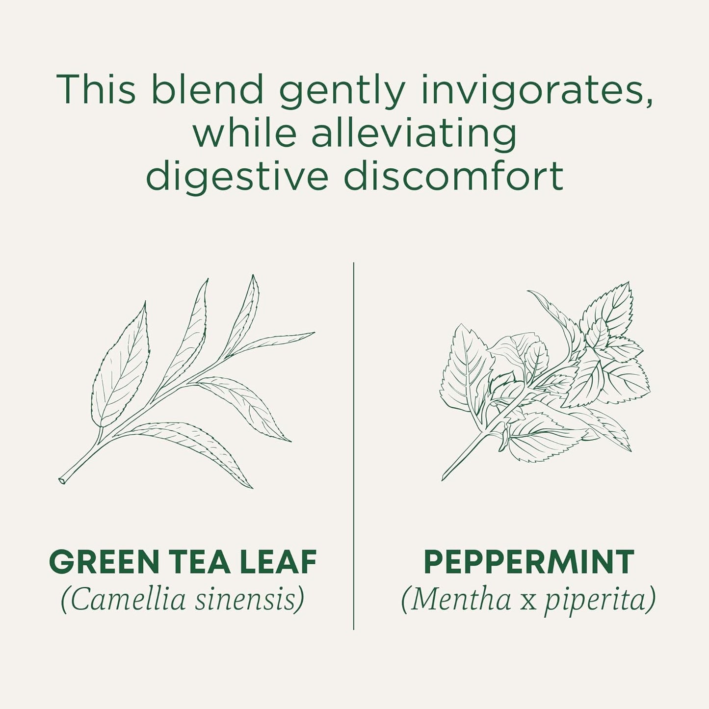 Traditional Medicinals Organic Green Tea Peppermint Tea, 16 Tea Bags