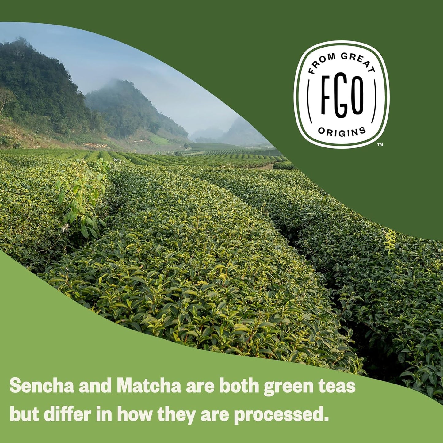 FGO Organic Nettle Leaf Tea, 100 Count, Eco-Conscious Tea Bags, Caffeine Free, Resealable Bag, Packaging May Vary (Pack of 1)