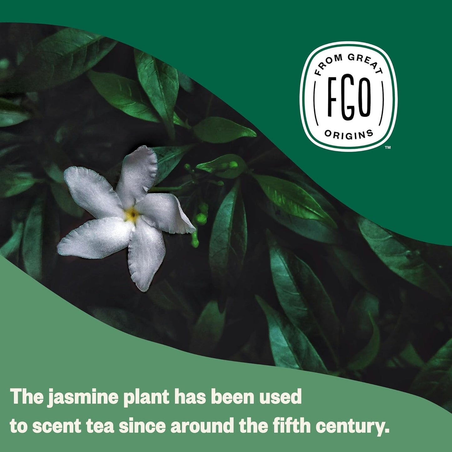 FGO Organic White Tea, Eco-Conscious Tea Bags, Packaging May Vary, 100 Count (Pack of 1)