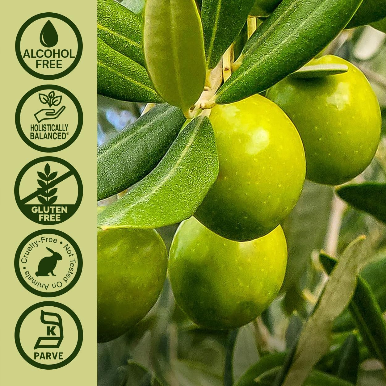 Nature's Answer Olive Leaf Extract, Alcohol-Free, Non-GMO, Vegan, Gluten-Free, Made in USA, 2 Ounce | Olive Leaf Extract for Wellness