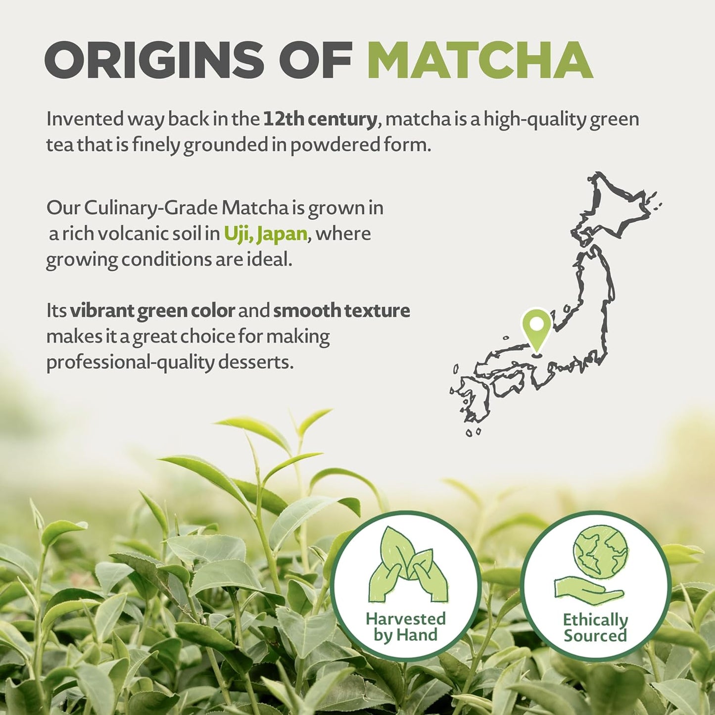 Japanese Organic Matcha Green Tea Powder - Culinary Grade - 100 gr. Tea Produced in Japan, Uji, Kyoto. Use for Cooking, Baking, Smoothie Making and with Milk. Vegan & Vegetarian Friendly