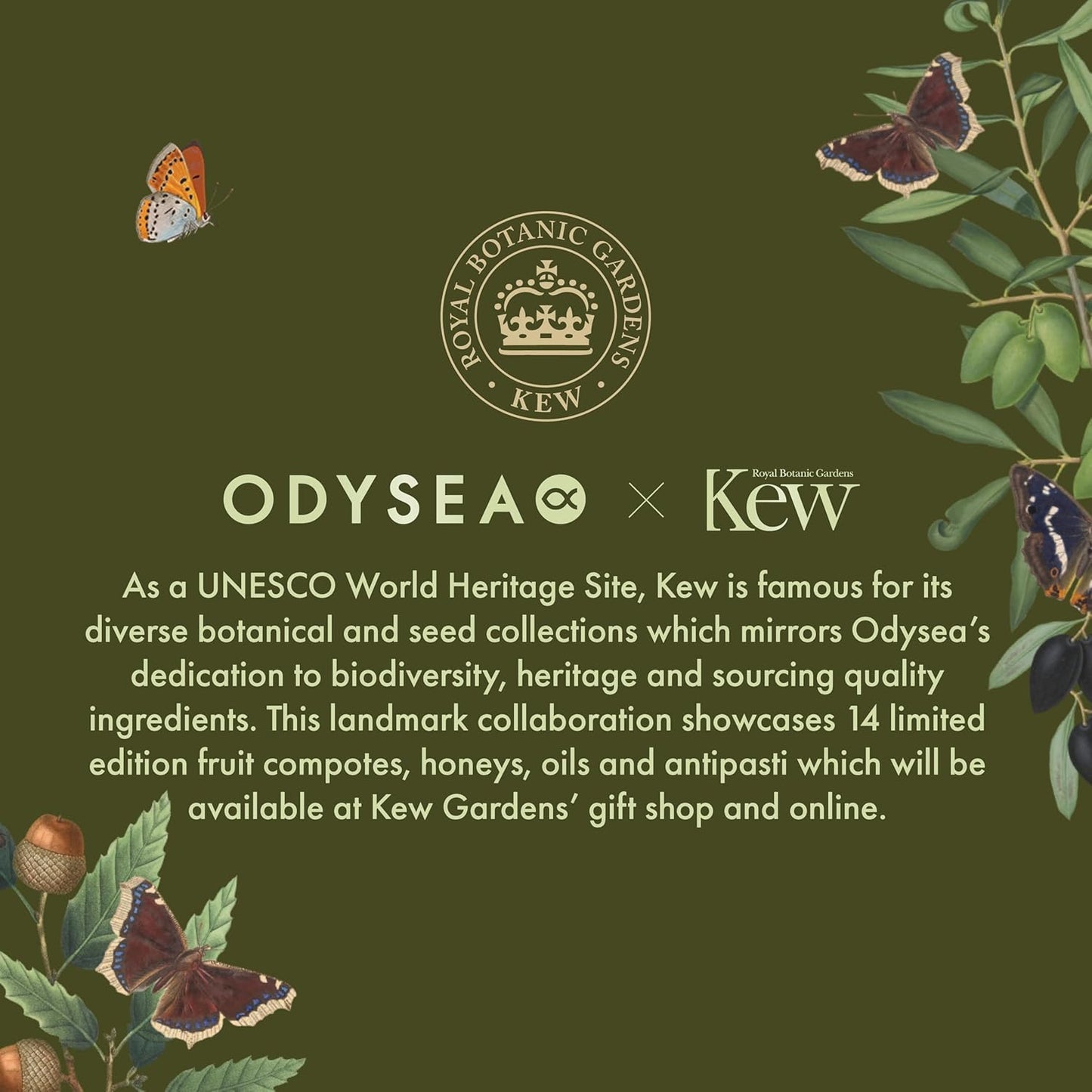 Odysea x Kew Gardens - High Polyphenol Greek Extra Virgin Olive Oil 500ml - Limited Edition - Early Harvest - Healthy - Antioxidant and Anti-inflammatory