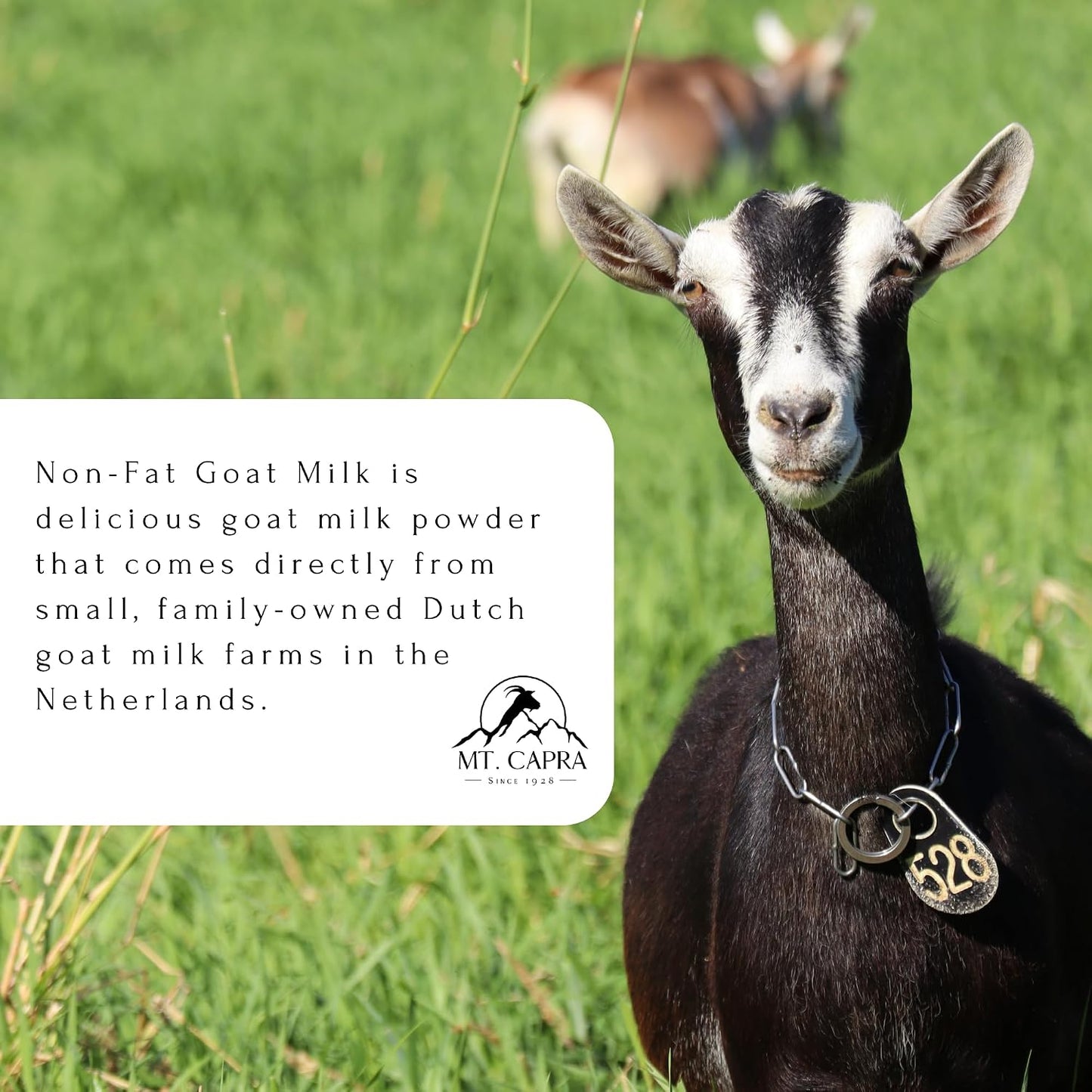 Mt. Capra Non-Fat Goat Milk | Powder from Non-GMO, Grass-Fed Goats, Creamy, Great Tasting, Easy to Digest, A2 Milk | 16 Servings - 1 Pound