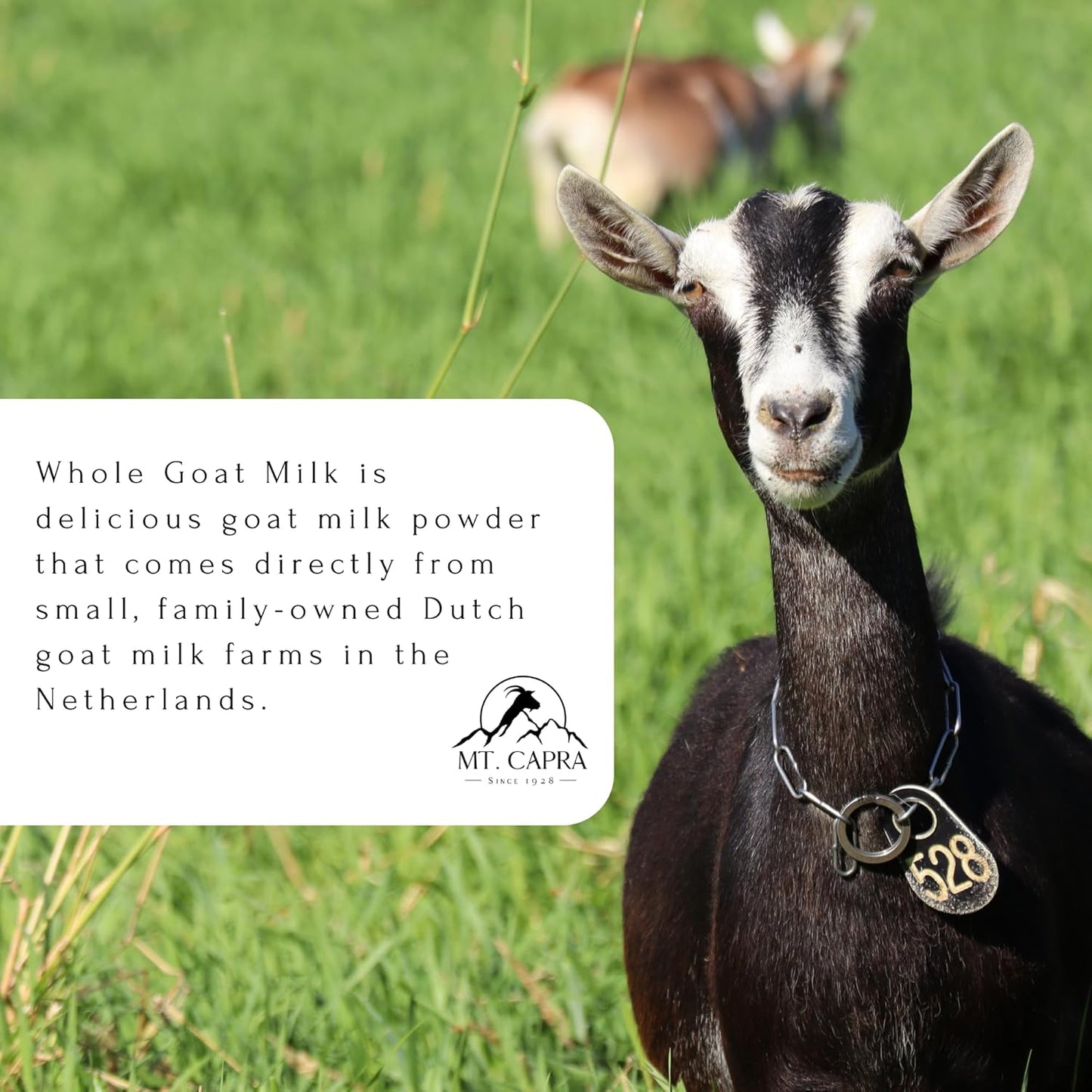 Mt. Capra Whole Goat Milk | Powder from Non-GMO, Grass-Fed Goats, Creamy, Great Tasting, Easy to Digest, A2 Milk | 40 Servings - 2.5 Pounds