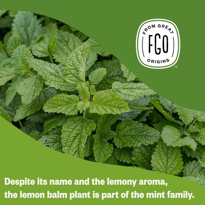 FGO Organic Nettle Leaf Tea, 100 Count, Eco-Conscious Tea Bags, Caffeine Free, Resealable Bag, Packaging May Vary (Pack of 1)