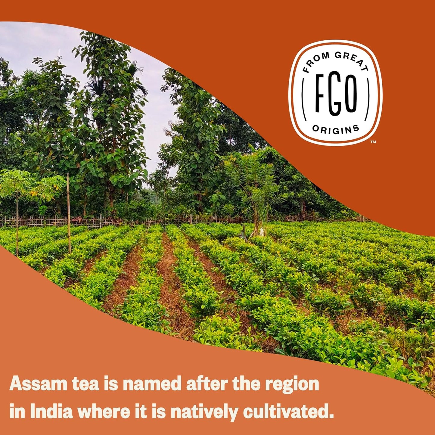 FGO Organic White Tea, Eco-Conscious Tea Bags, Packaging May Vary, 100 Count (Pack of 1)