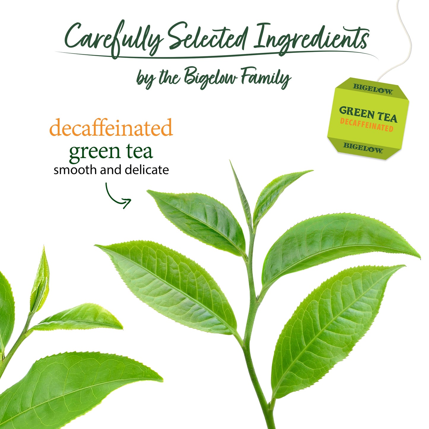 Green Tea Decaf