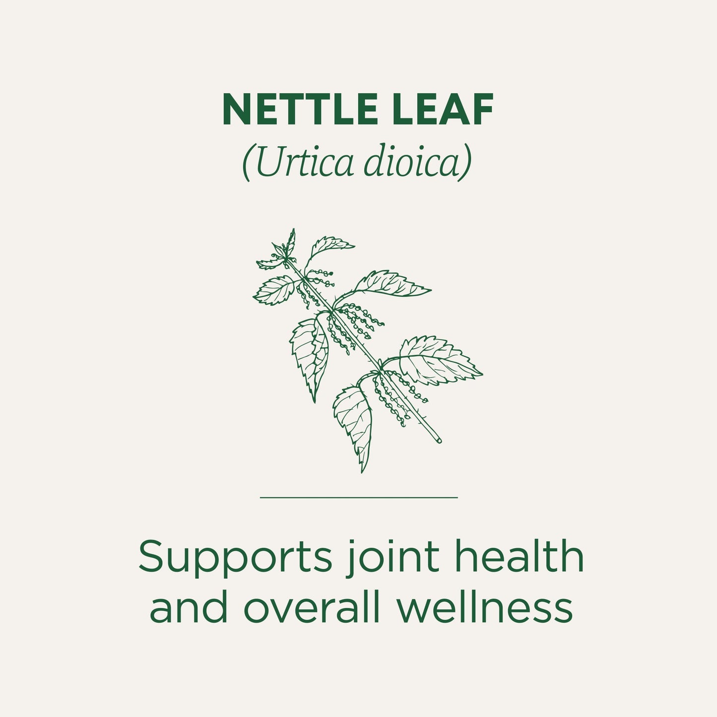 Nettle Leaf Tea